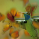 Imagen para el artículo titulado Graban un enjambre de miles de mariposas monarca desde dentro usando un dron disfrazado de colibrí